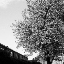 Street Candy MTN100 Film Sample Tree