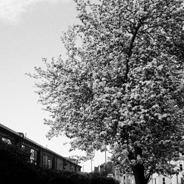 Street Candy MTN100 Film Sample Tree