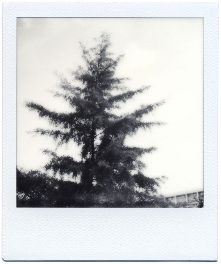 Polaroid SX-70 B&W Brixton Tree