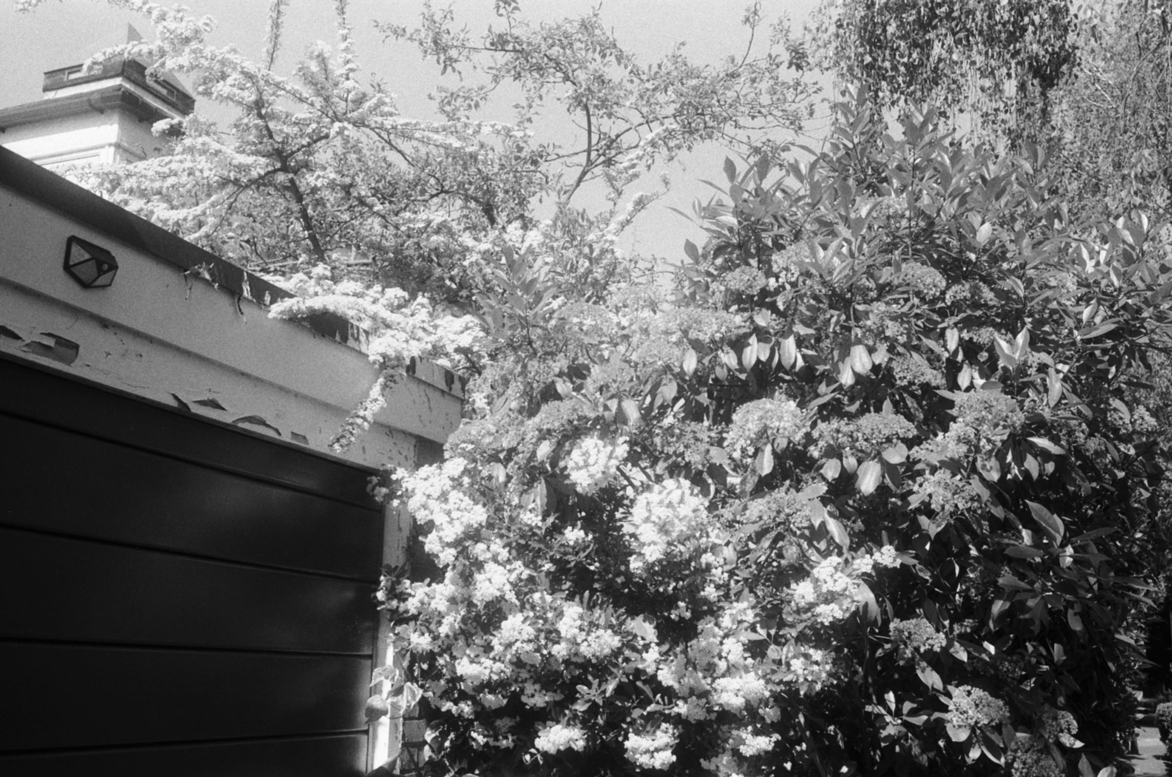 Plants growing around a garage door on a housing estate.