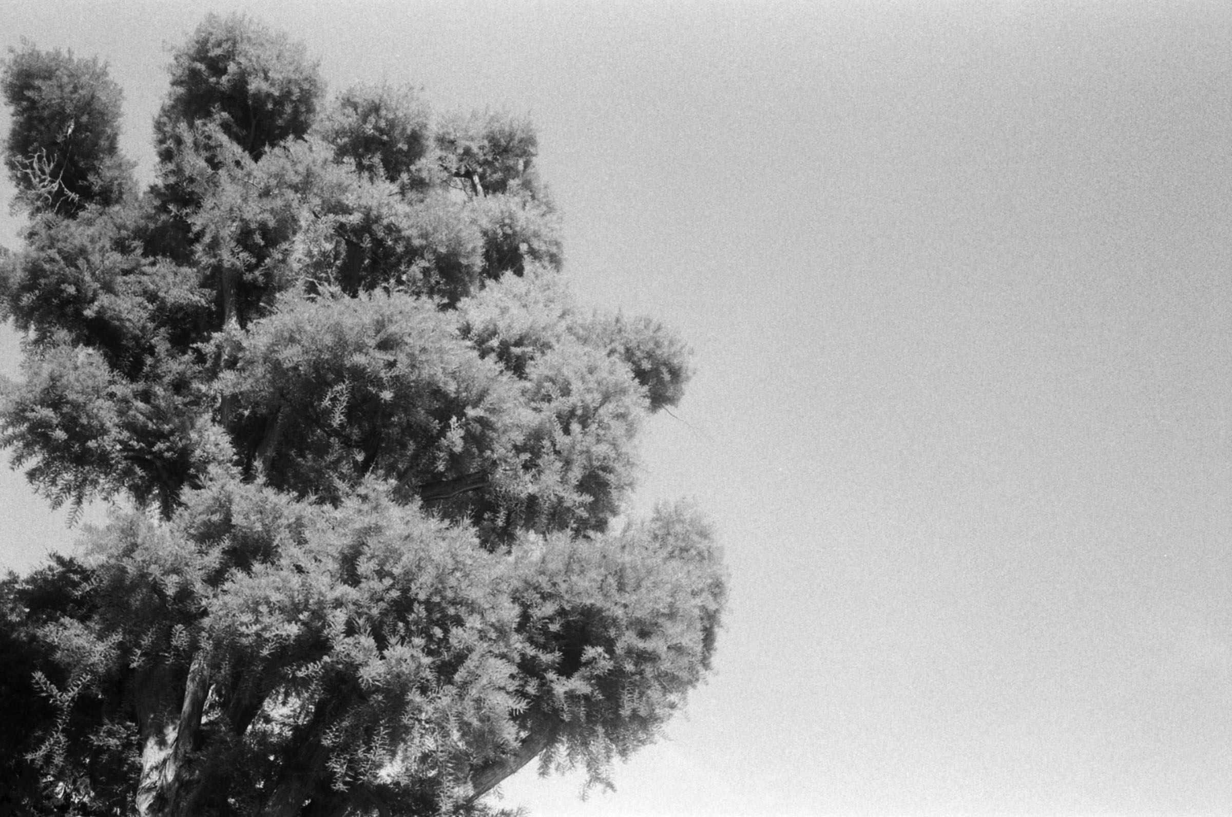 Black and white photograph of a large tree with dense, fluffy foliage extending to the left side of the frame, set against a clear sky.