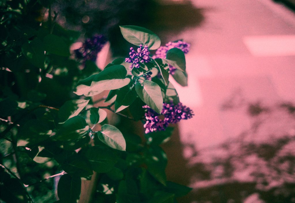 Purple flower with out of focus shadow in the background. Taken on Harman Switch Azure 35mm Film