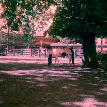 Harman Switch Azure 35mm Film Horses Loughborough Junction 10