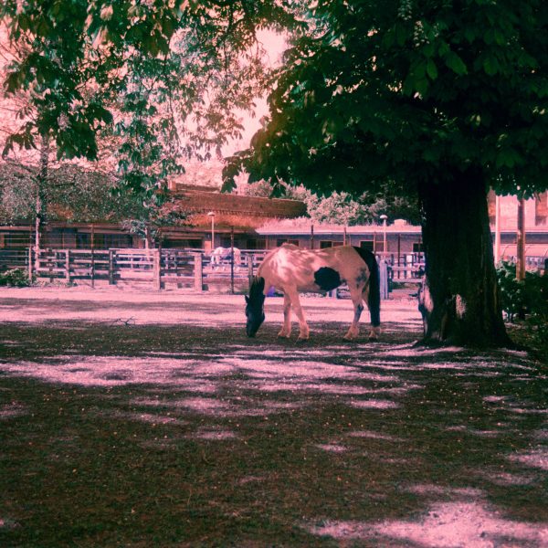 Harman Switch Azure 35mm Film Horses Loughborough Junction 10