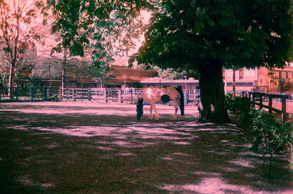 Creative 35mm Film photo of a horse in a pen next to a tree with altered colours