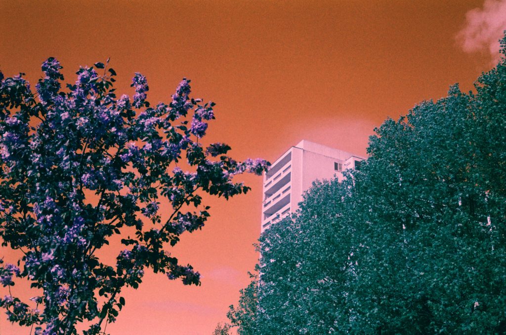 Harman Switch Azure 35mm Film Loughborough Junction purple tree against orange sky with pink buliding in the background