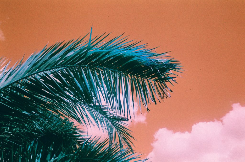 blue palm leaf against an orange sky, the photo has a psychedelic feel