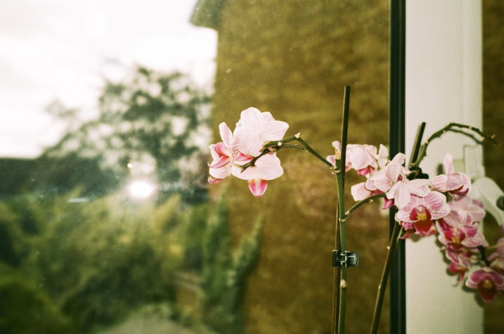 Pink Flowers with out of focus building behind. 35mm Film